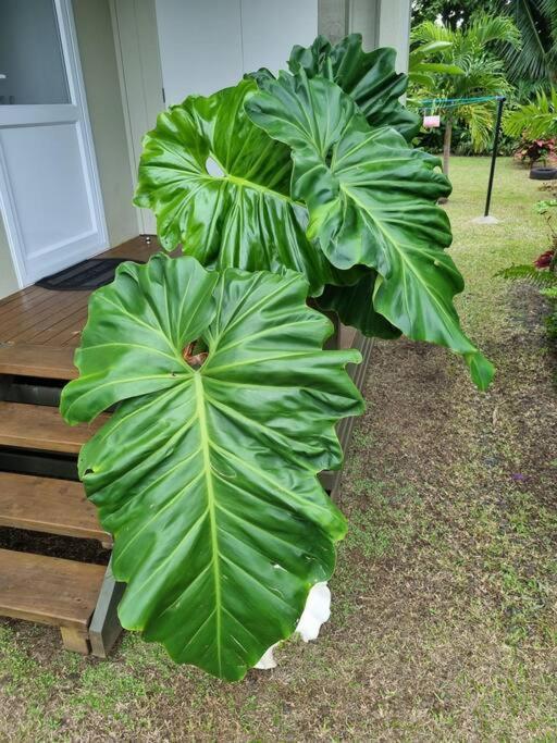 Mana Mountain View Retreat Villa Rarotonga Exteriör bild