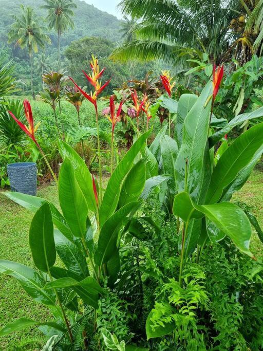 Mana Mountain View Retreat Villa Rarotonga Exteriör bild